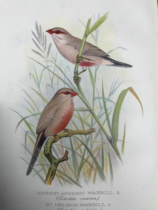 1904年 漂亮外国燕雀图鉴 60幅彩色插图 漆布精装16开 商品图5