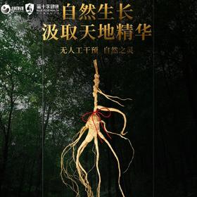 【蓝十字】参康源 野山参 桓仁野生人参