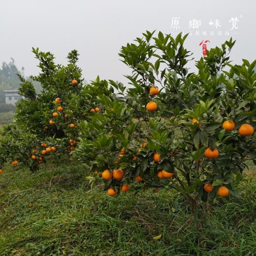 眉山生态耙耙柑（基地直发-京东包邮）｜5斤/箱，8斤/箱，来自四川眉山，生产者：黄琼【合作生产，公平贸易】 商品图9