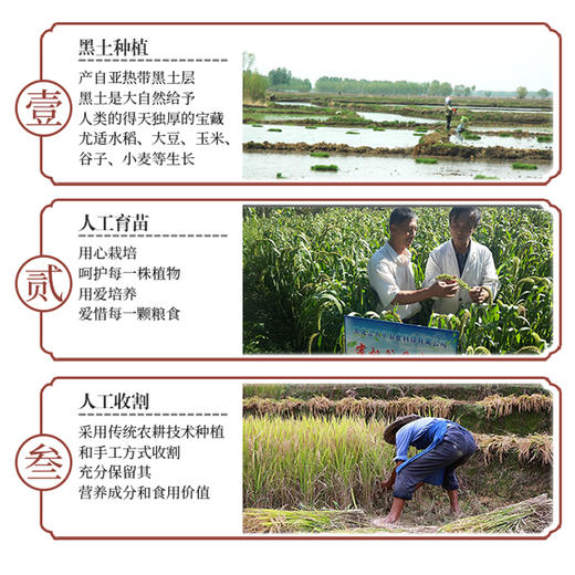 有机黑土香米（圆粒）2.5公斤 商品图7