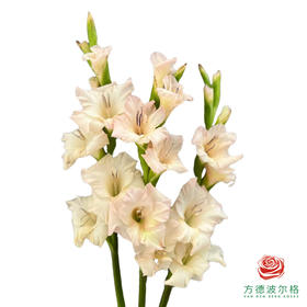 剑兰-梦幻奶油 5枝一扎