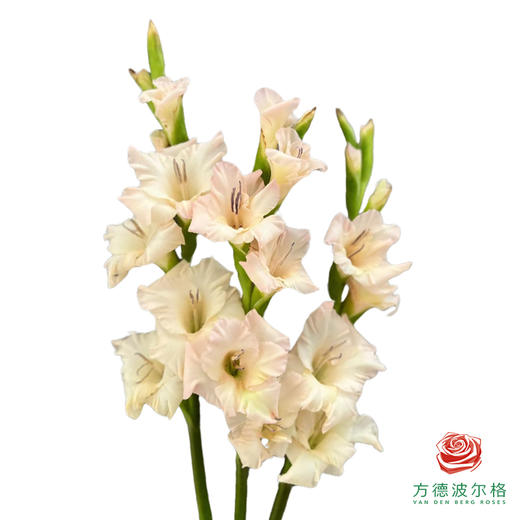 剑兰-梦幻奶油 5枝一扎 商品图0