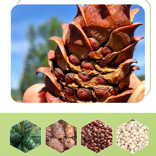 有机松子仁 250g 商品图1