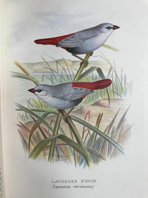 1904年 漂亮外国燕雀图鉴 60幅彩色插图 漆布精装16开 商品图8