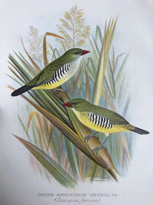 1904年 漂亮外国燕雀图鉴 60幅彩色插图 漆布精装16开 商品图11