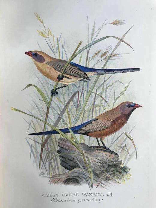 1904年 漂亮外国燕雀图鉴 60幅彩色插图 漆布精装16开 商品图7