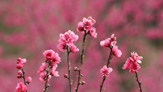 3.12【韶关】•新丰樱花•李洞桃花2天摄影 商品图13