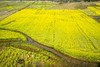 3月6日 清远五彩禾雀花·黎塘油菜花一天摄影 商品缩略图12