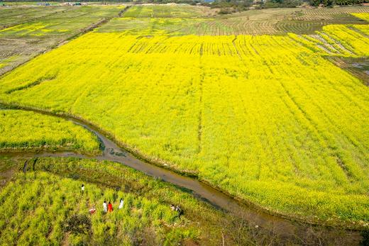 3月6日 清远五彩禾雀花·黎塘油菜花一天摄影 商品图12