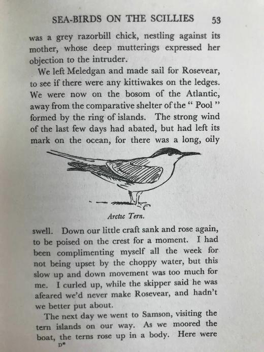 1931年 艾伦·西比《飞鸟图集》 作者亲绘134幅插图 漆布精装32开 商品图12