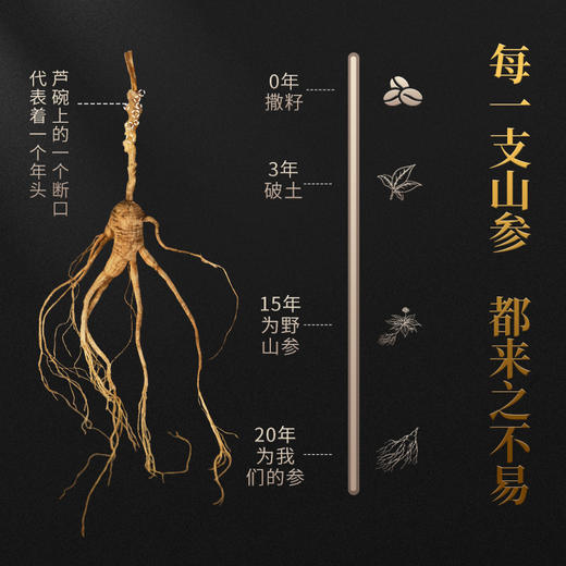 【蓝十字】参康源 野山参 桓仁野生人参 商品图1