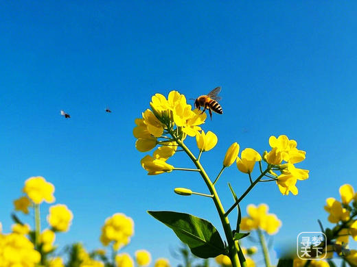 3月6日 清远五彩禾雀花·黎塘油菜花一天摄影 商品图9