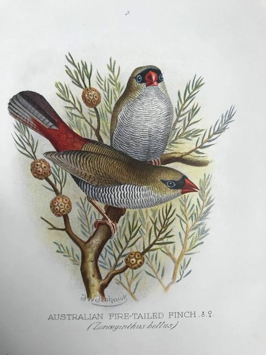 1904年 漂亮外国燕雀图鉴 60幅彩色插图 漆布精装16开 商品图4