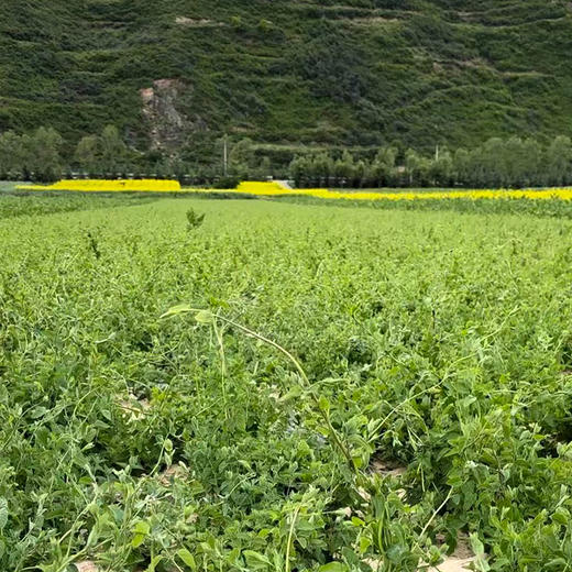 正安 甘肃岷县党参 三年种植秋季采挖优质原材 手选鲜切段式 泡发大豆香味足 250g/罐 商品图8