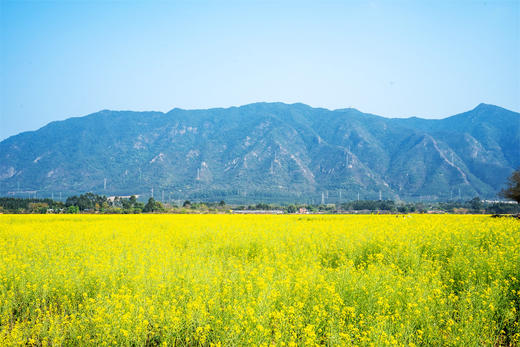 3月6日 清远五彩禾雀花·黎塘油菜花一天摄影 商品图13