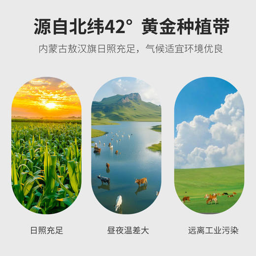 晓莺有机甜糯玉米220g*10穗/盒【XPTX】 商品图6