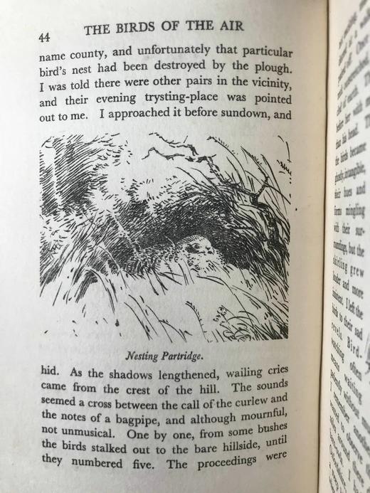 1931年 艾伦·西比《飞鸟图集》 作者亲绘134幅插图 漆布精装32开 商品图11