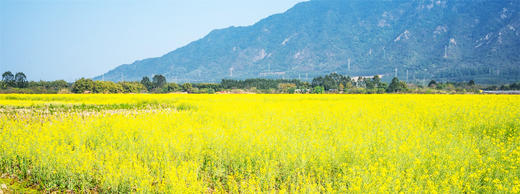 3月6日 清远五彩禾雀花·黎塘油菜花一天摄影 商品图11