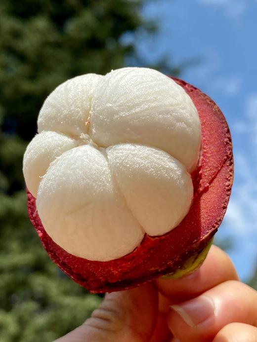 印尼空运山竹 商品图1