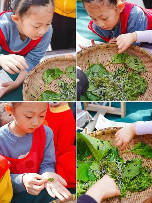 【海淀上庄】蔬艺园亲子植树+蚕宝宝领养！69.9元抢鲜体验，带孩子种树、养蚕，2H公益时长！ 商品图5