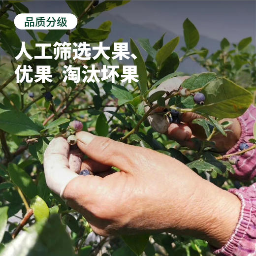 [屁侠推荐]云南 花香蓝莓健康养颜 果香浓郁 甜脆超好吃 商品图4