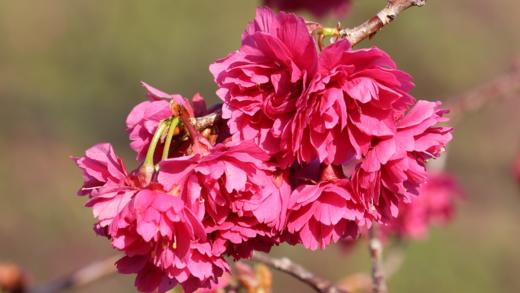 3.12【韶关】•新丰樱花•李洞桃花2天摄影 商品图10