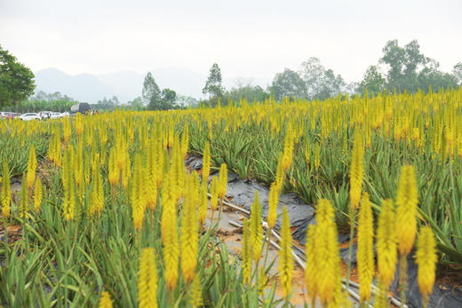 3月11日 台山“普罗旺斯”芦荟花海·浮月村一天摄影 商品图5