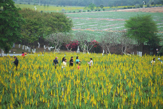 3月11日 台山“普罗旺斯”芦荟花海·浮月村一天摄影 商品图6