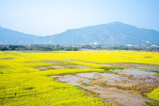 3月6日 清远五彩禾雀花·黎塘油菜花一天摄影 商品图10