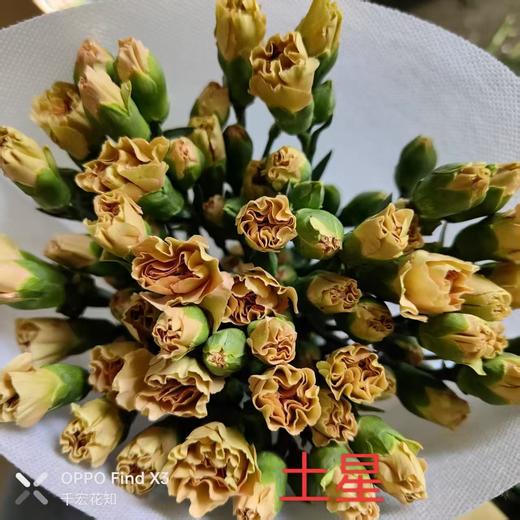 多头康乃馨-土星 商品图0