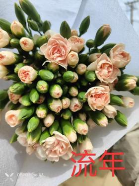 多头康乃馨-流年