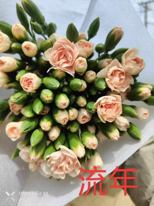 多头康乃馨-流年 商品图0