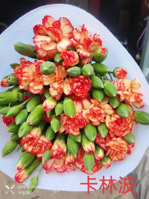 多头康乃馨-卡林波 商品图0