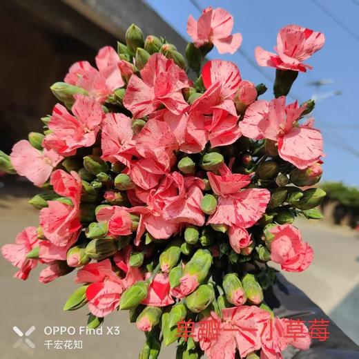 多头康乃馨-单瓣小草莓 商品图0