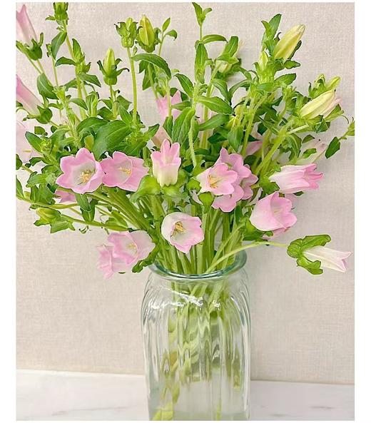 同城甄选精品风铃花多色可选 商品图5