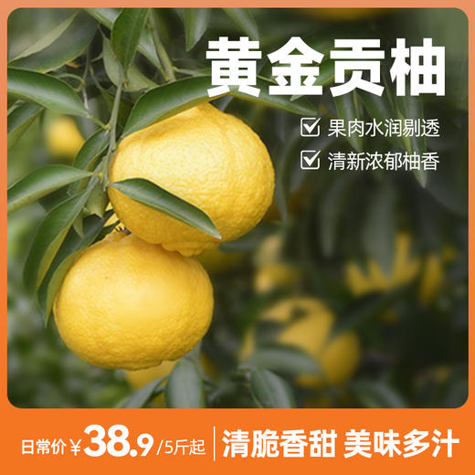 贵州黄金贡柚 5斤起 顺丰包邮 苗家圆圆【零下地区慎拍，冻坏不做售后】 商品图0