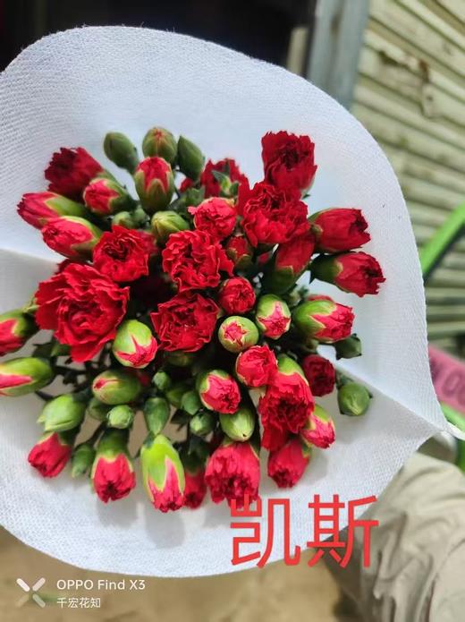 多头康乃馨-凯斯 商品图0