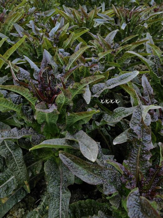 周五取货：【红叶莴苣】一份3斤左右，脆嫩爽口，香气更加浓郁！ 商品图1