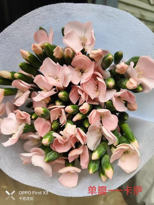 多头康乃馨-单瓣卡萨 商品图0