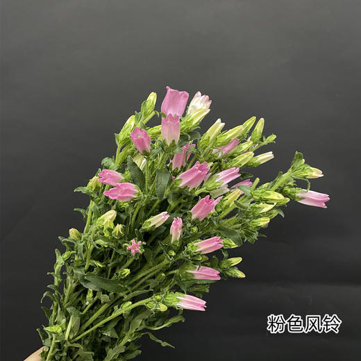 同城甄选精品风铃花多色可选 商品图4