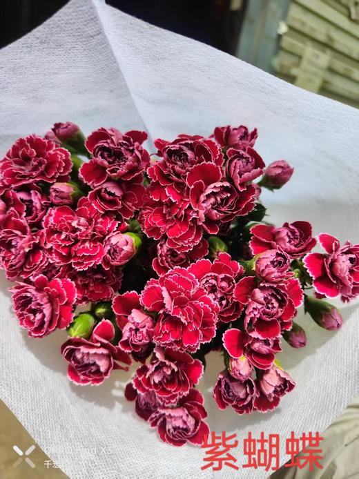 多头康乃馨-紫蝴蝶 商品图0