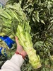 周五取货：【红叶莴苣】一份3斤左右，脆嫩爽口，香气更加浓郁！ 商品缩略图6