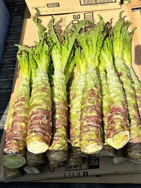 周三取货：【红叶莴苣】一份3斤左右，脆嫩爽口，香气更加浓郁！