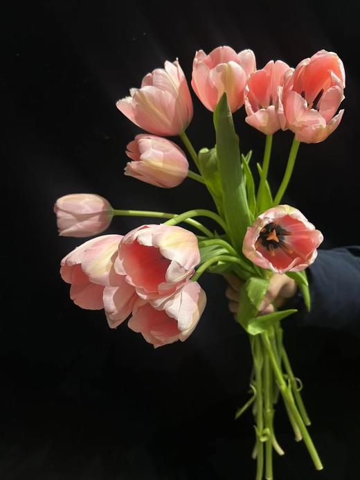 国产水蜜桃郁金香10支 商品图0