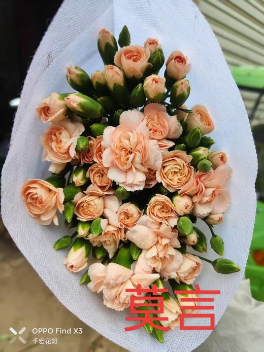 多头康乃馨-莫言 商品图0