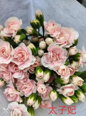 多头康乃馨-太子妃