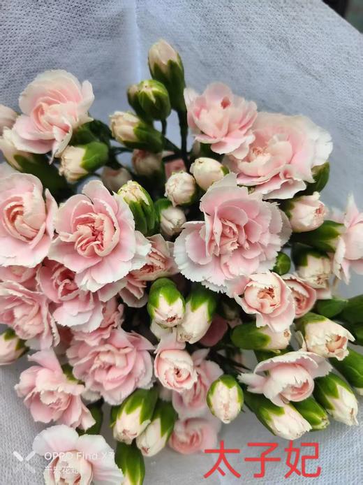 多头康乃馨-太子妃 商品图0