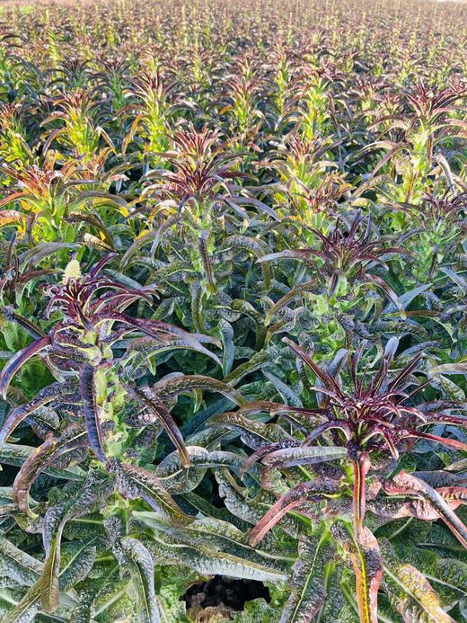 周五取货：【红叶莴苣】一份3斤左右，脆嫩爽口，香气更加浓郁！ 商品图4