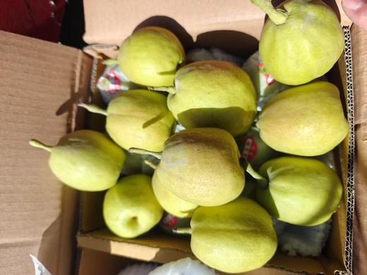 新疆 库尔勒香梨 2斤 大号 商品图2