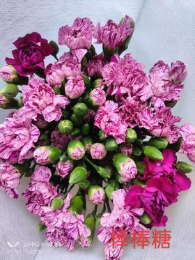 多头康乃馨-棒棒糖